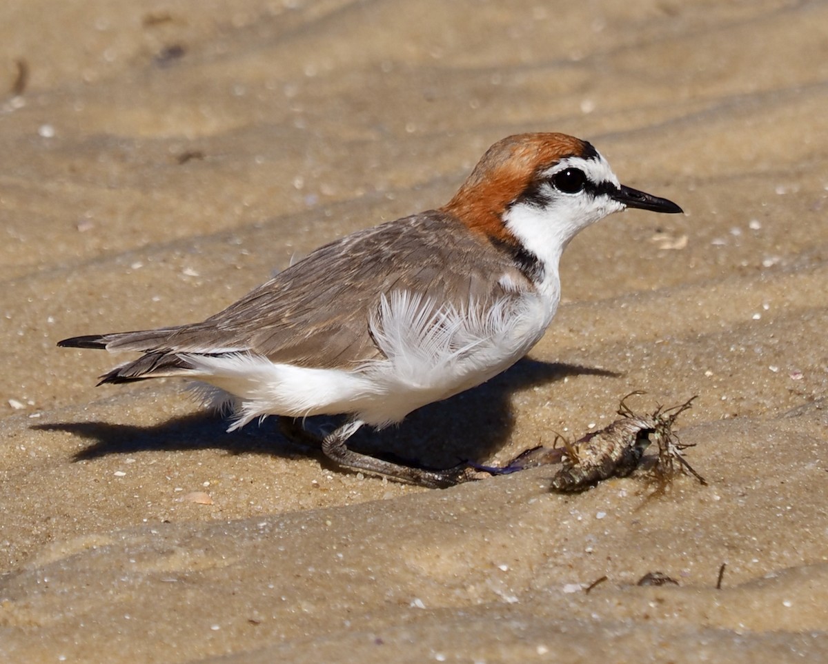 Red-capped Plover - ML614731135