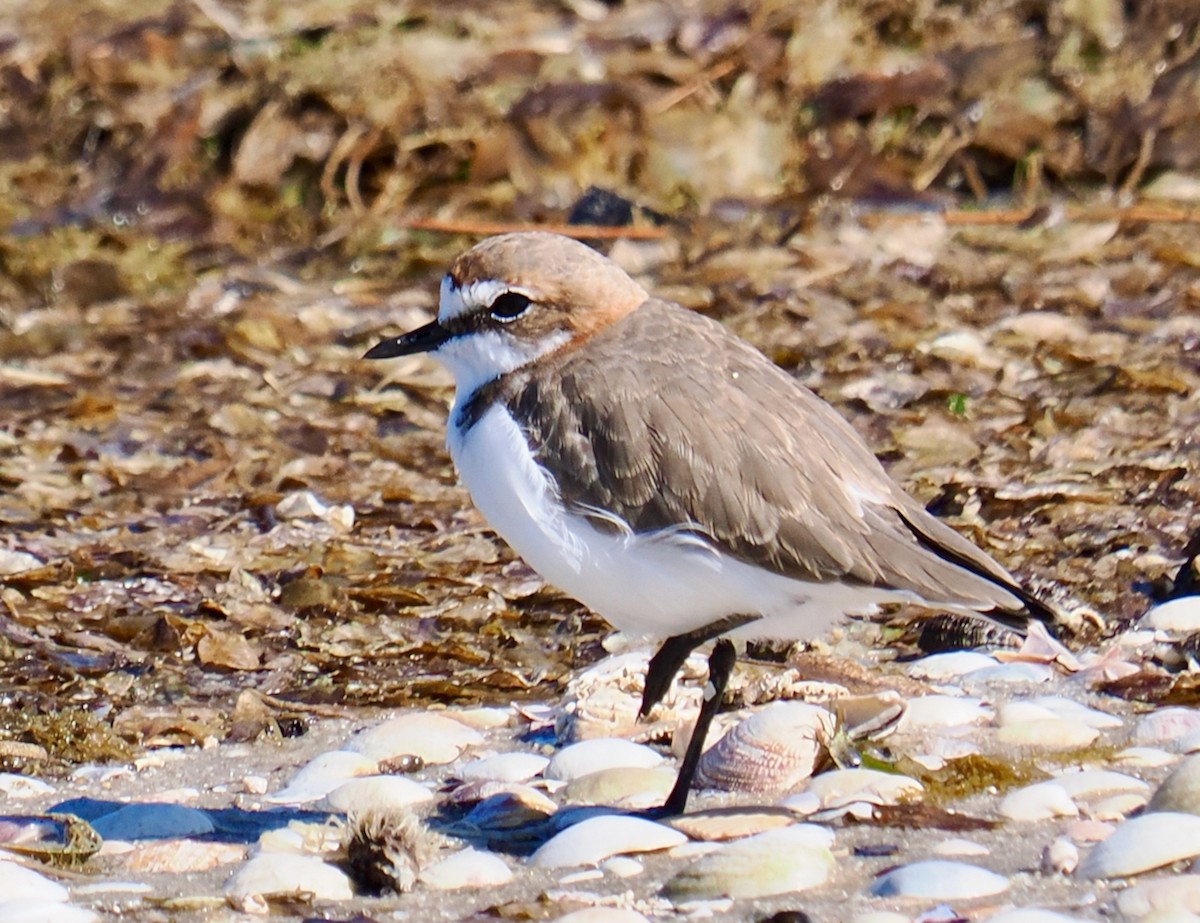 Red-capped Plover - Ken Glasson