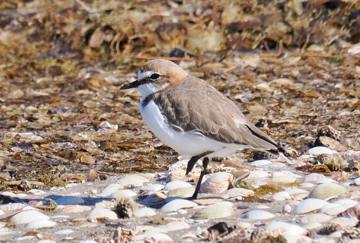Red-capped Plover - ML614731137