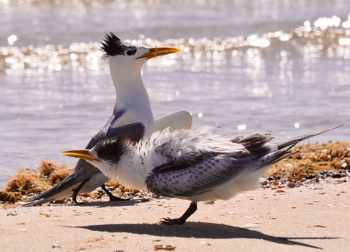 Great Crested Tern - ML614731164