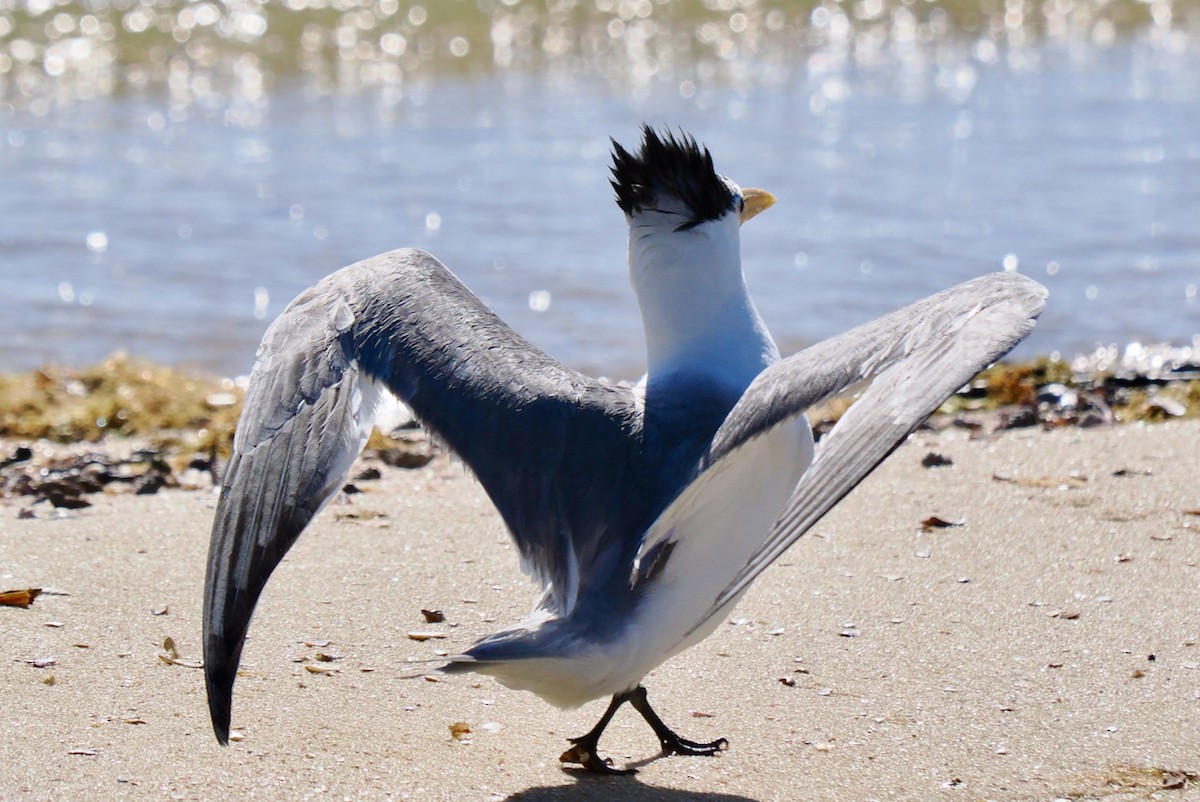 Great Crested Tern - ML614731165