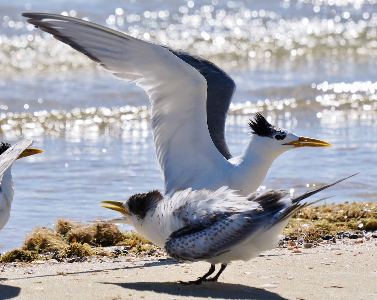 Great Crested Tern - ML614731166