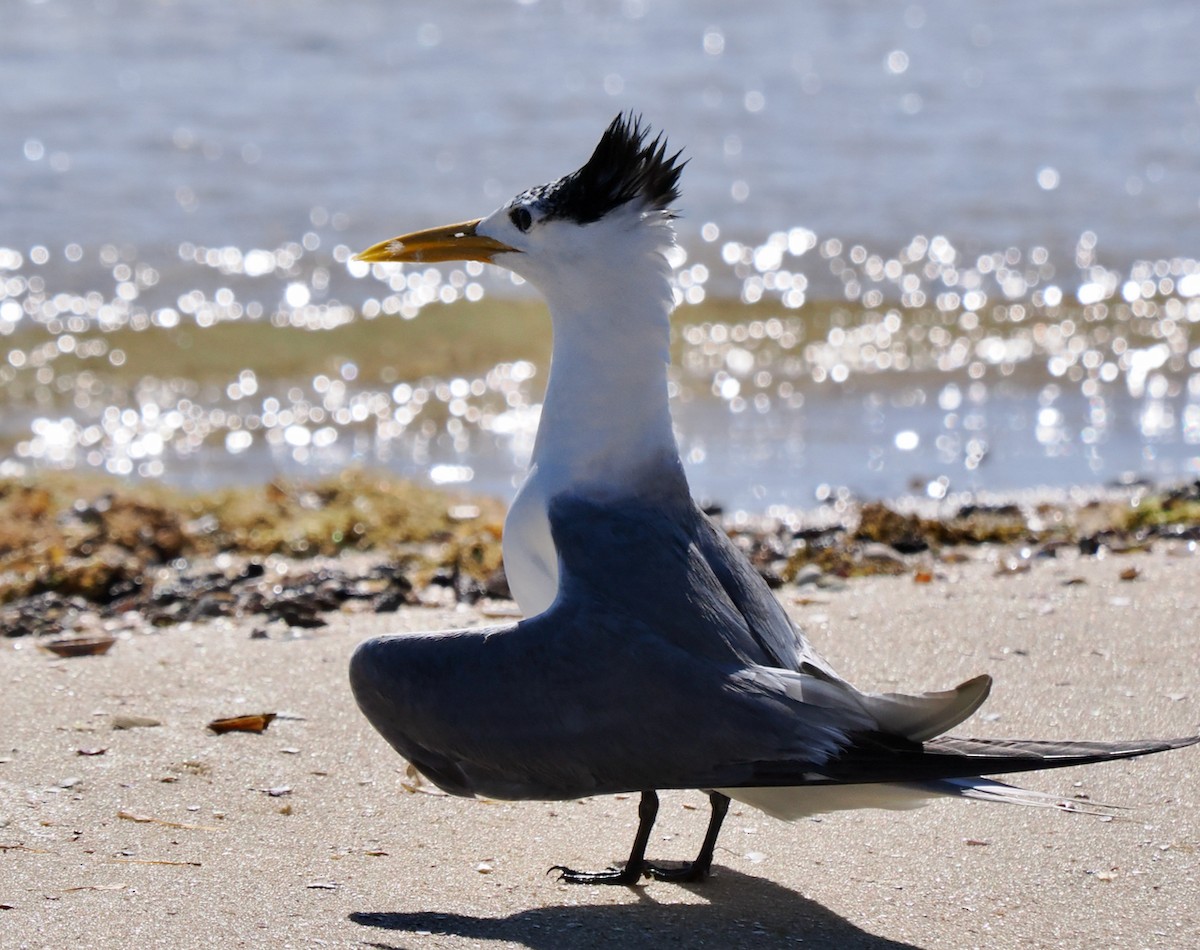 Great Crested Tern - ML614731167