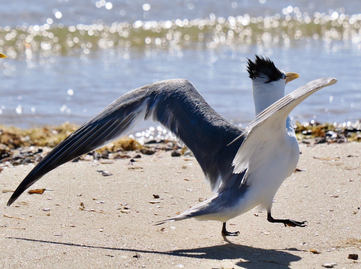 Great Crested Tern - ML614731168