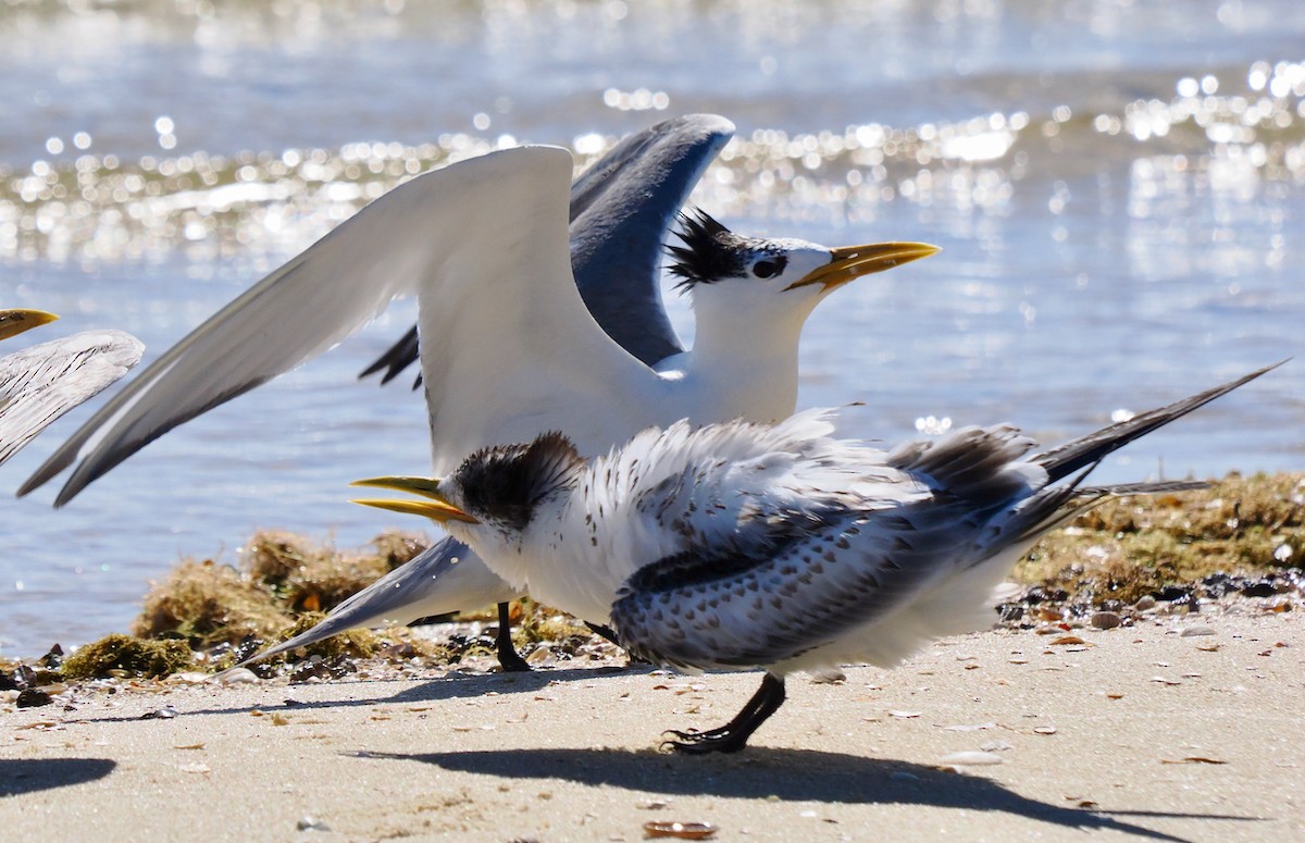 Great Crested Tern - Ken Glasson