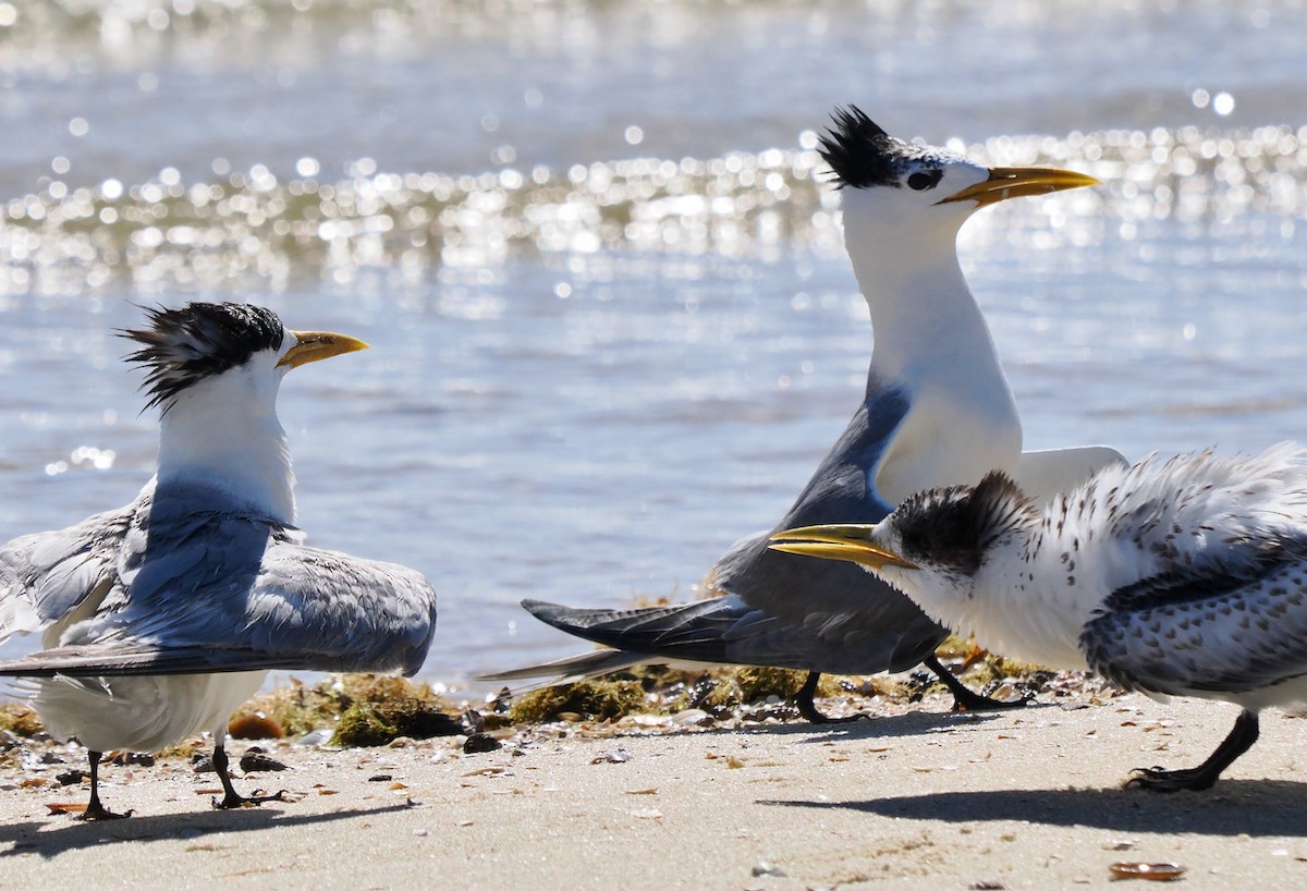 Great Crested Tern - ML614731170