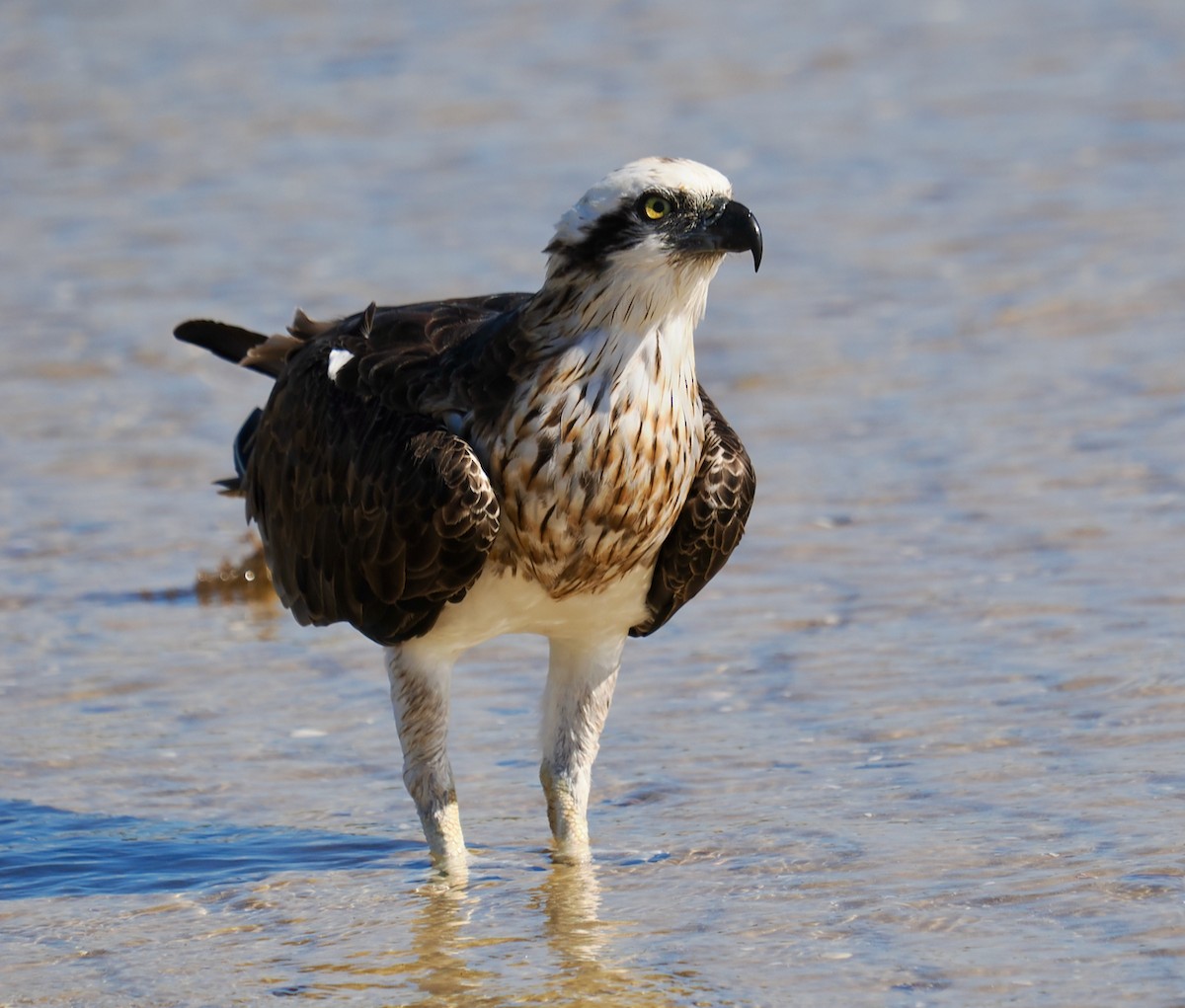 Águila Pescadora (Australia) - ML614731187
