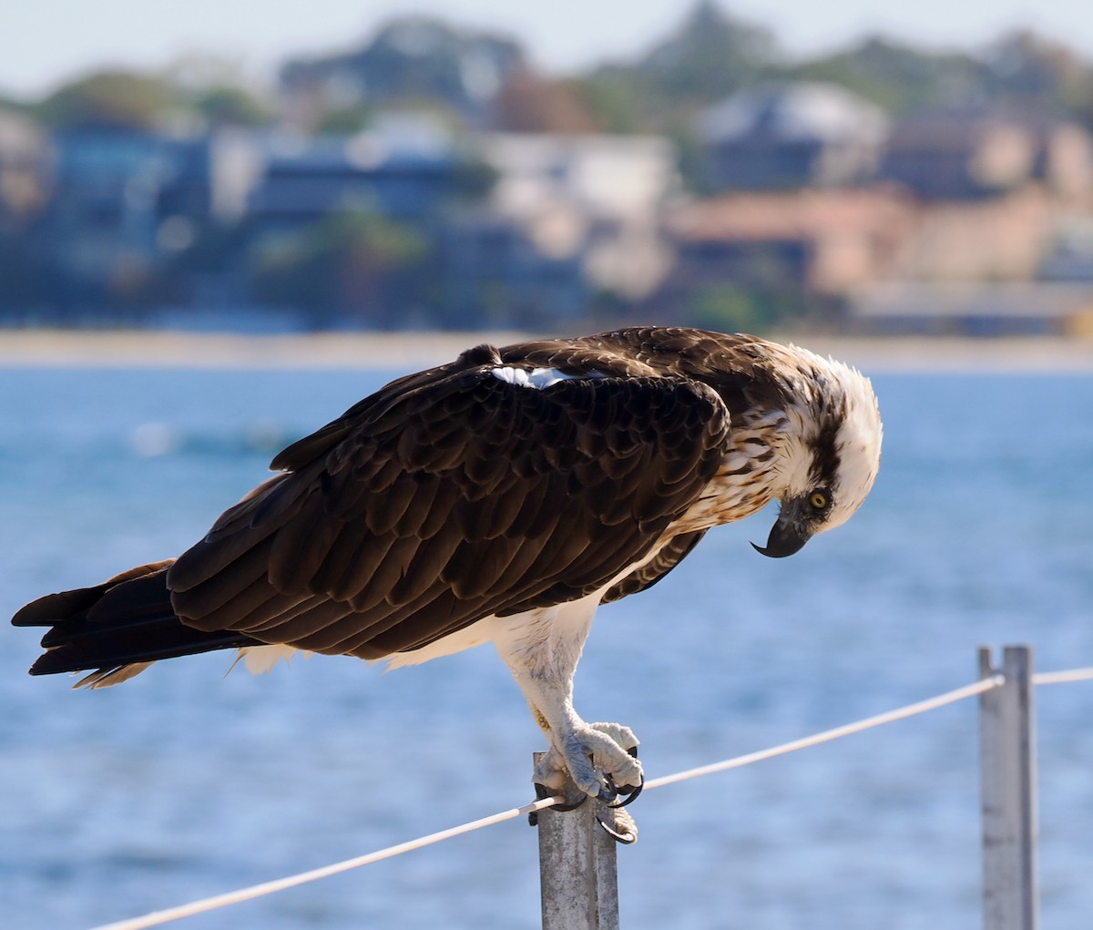 Águila Pescadora (Australia) - ML614731188