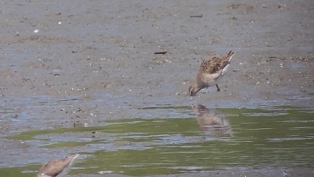 Long-billed Dowitcher - ML614731192
