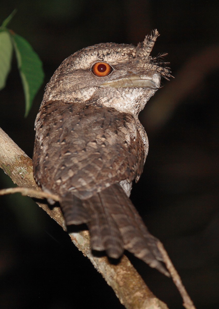 Marbled Frogmouth - ML614731259