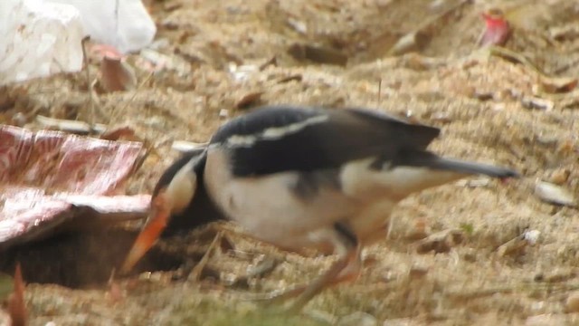 Indian Pied Starling - ML614731335