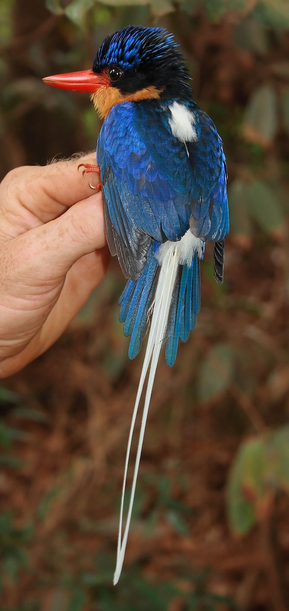 Buff-breasted Paradise-Kingfisher - ML614731626