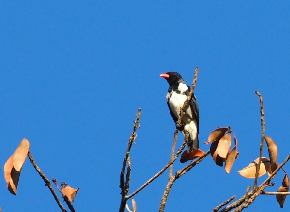 Red-billed Pied Tanager - ML614731679