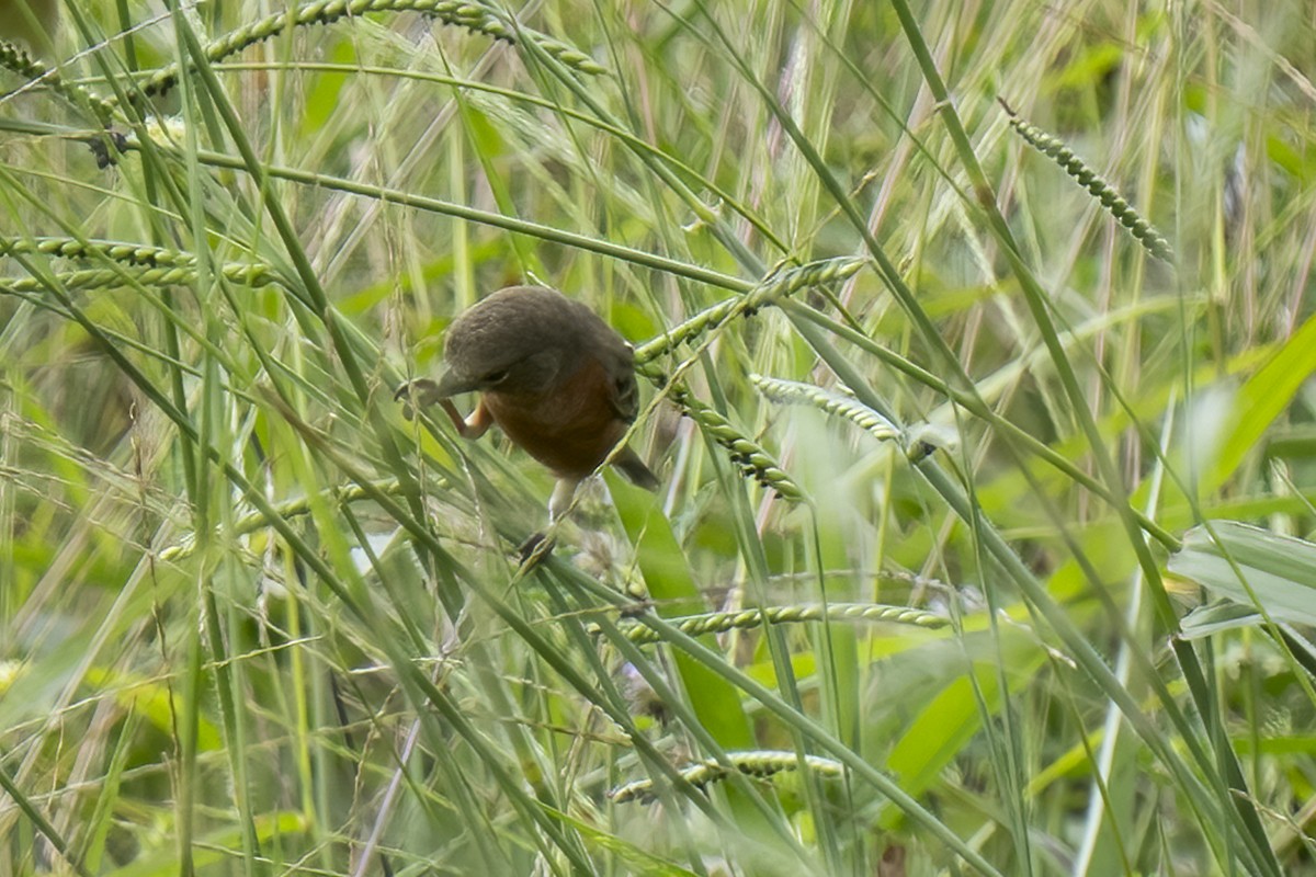 Ruddy-breasted Seedeater - ML614731711