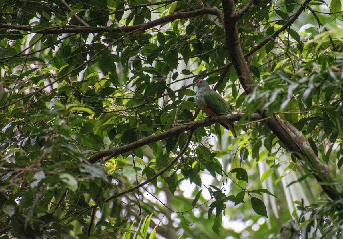Rose-crowned Fruit-Dove - ML614731754