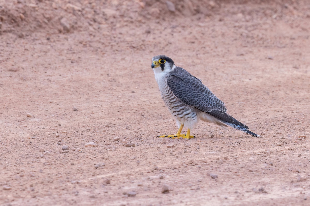 Red-necked Falcon (African) - ML614732284