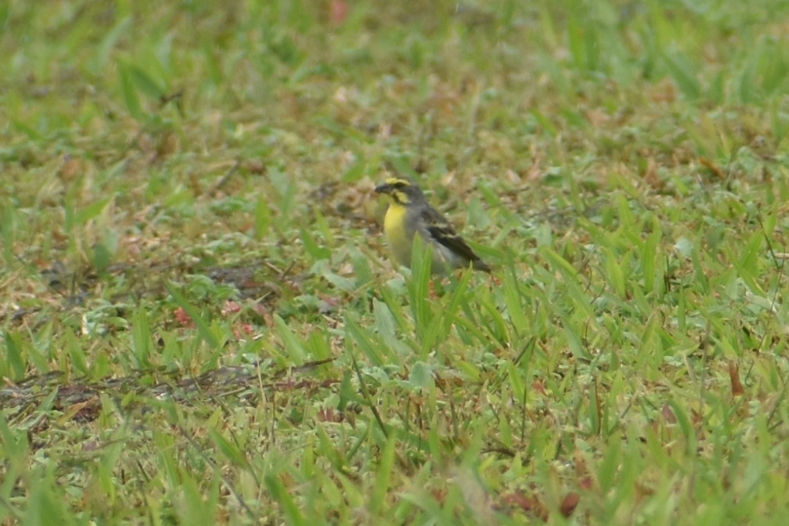Yellow-fronted Canary - ML614732451