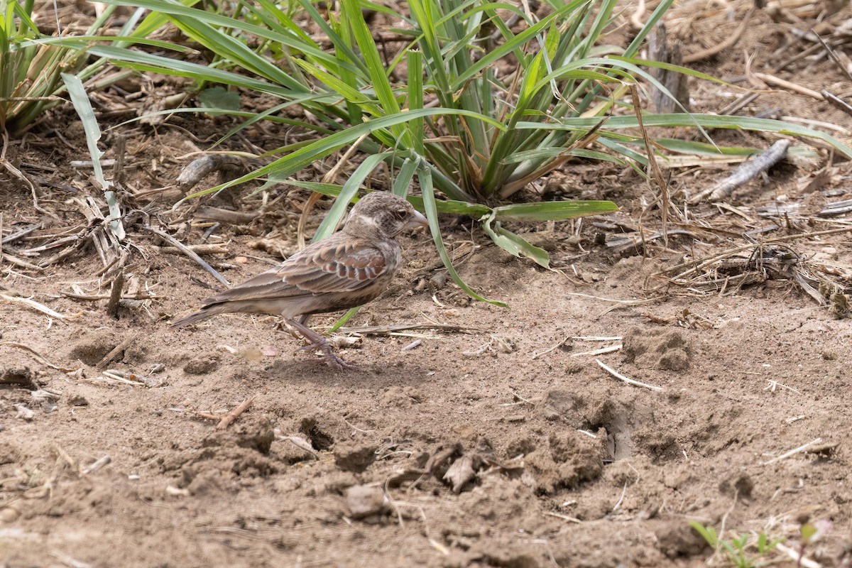 Chestnut-backed Sparrow-Lark - ML614732466