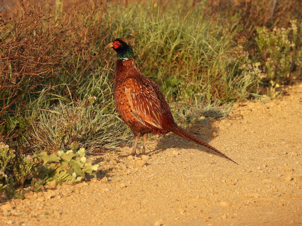 Ring-necked Pheasant - ML614732503