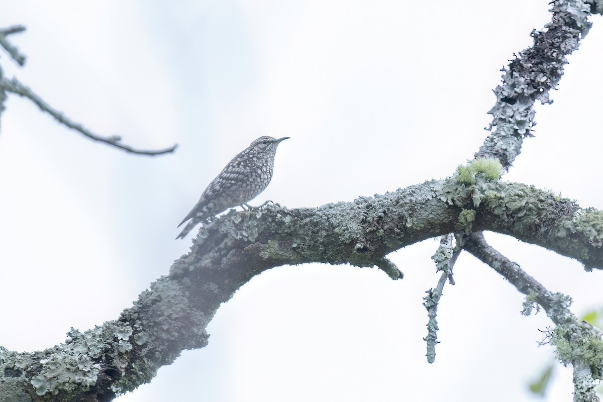 African Spotted Creeper - ML614732509