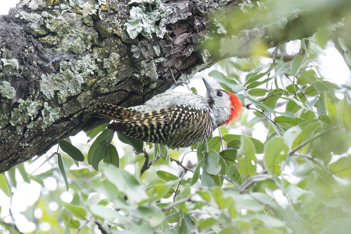Cardinal Woodpecker - ML614732543