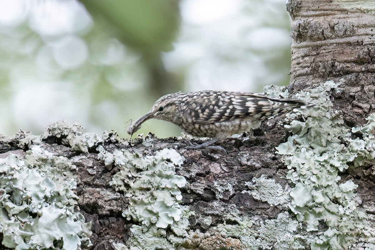 African Spotted Creeper - ML614732569
