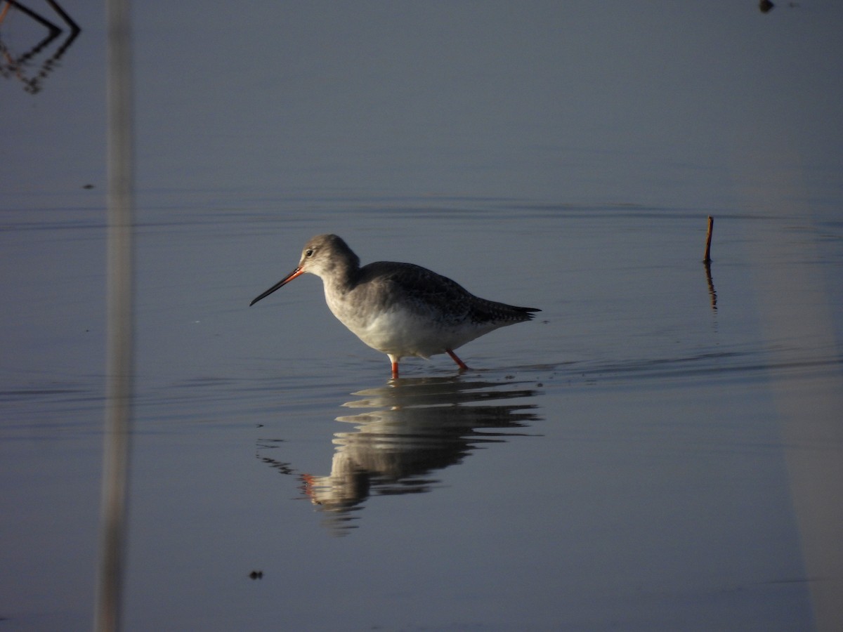 Spotted Redshank - ML614732603