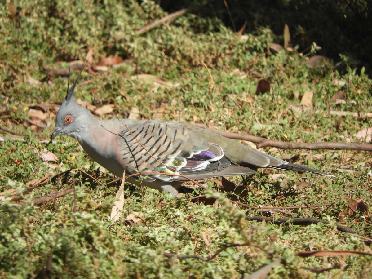 Crested Pigeon - ML614732625