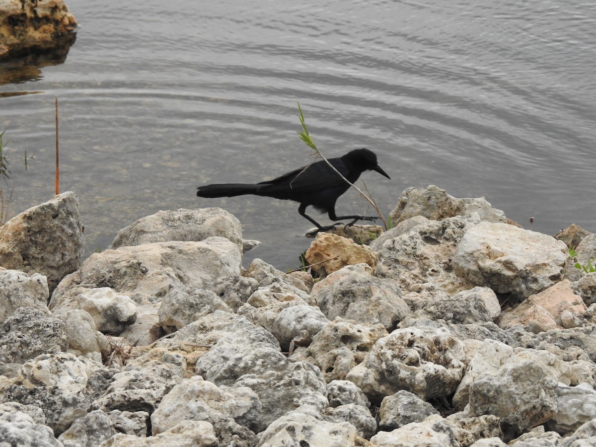 Boat-tailed Grackle - ML614732665