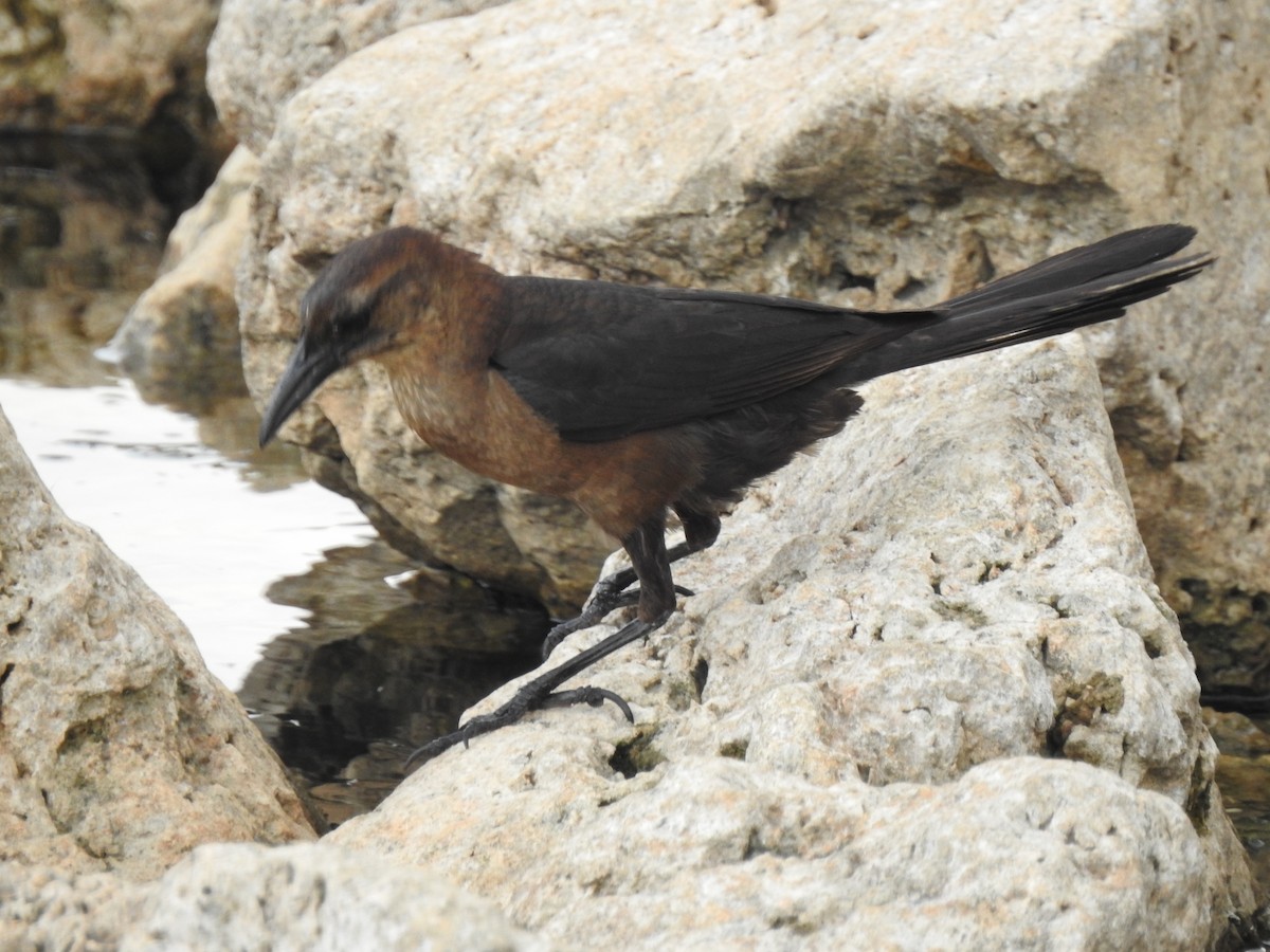 Boat-tailed Grackle - ML614732676