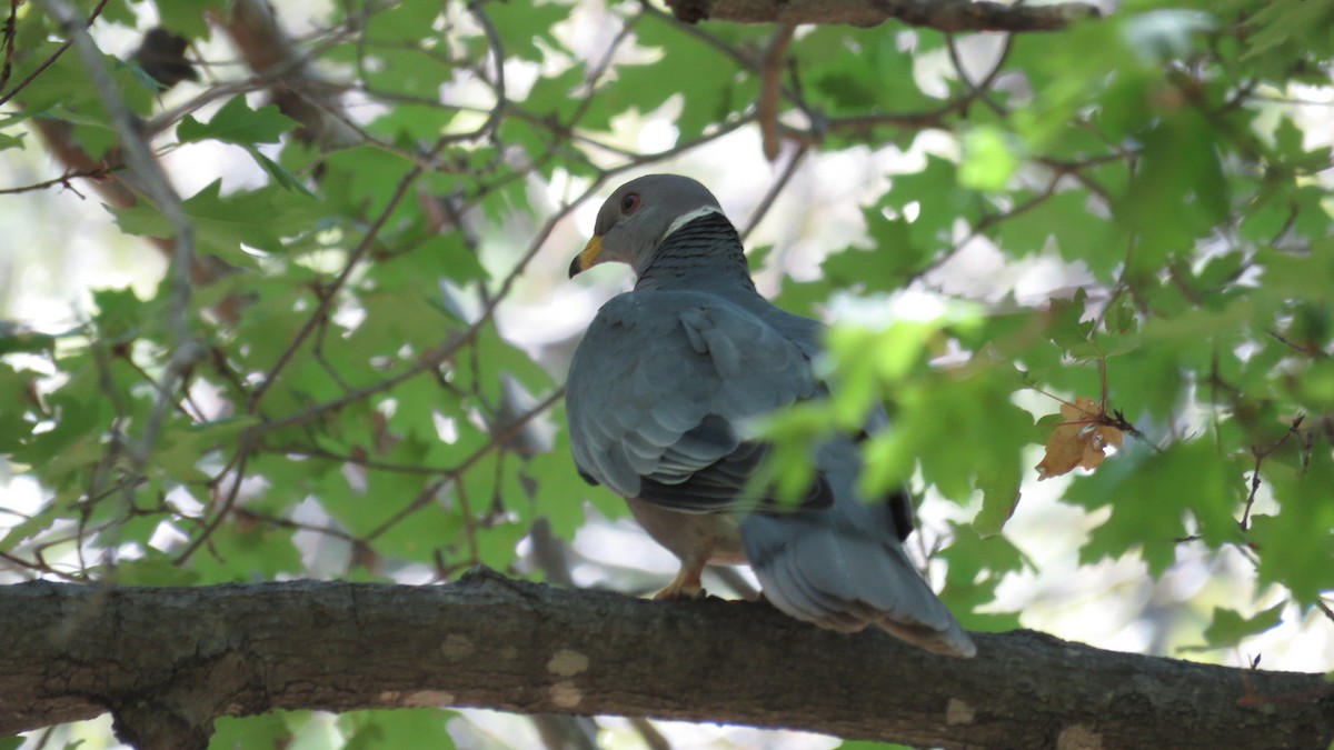 Band-tailed Pigeon - Chris Harbard