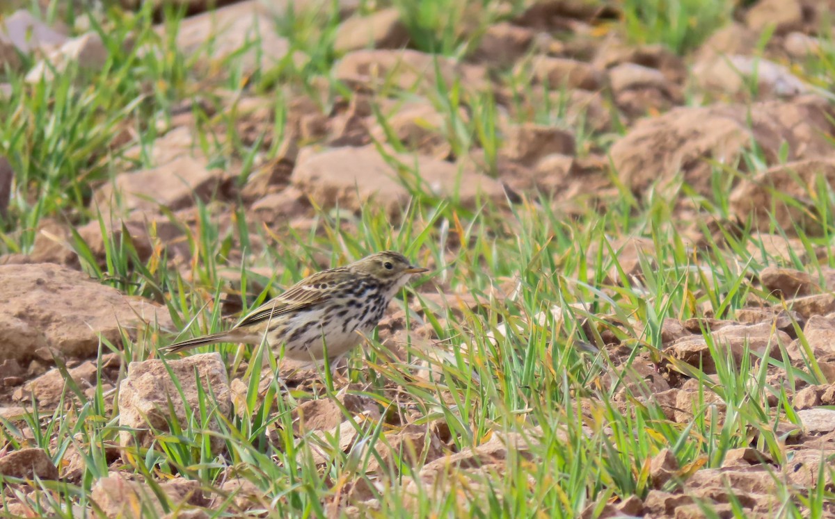 Meadow Pipit - ML614733218