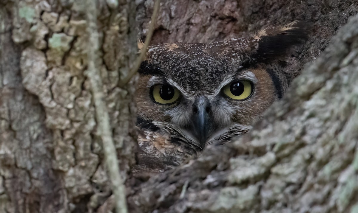 Great Horned Owl - Mark Moeller