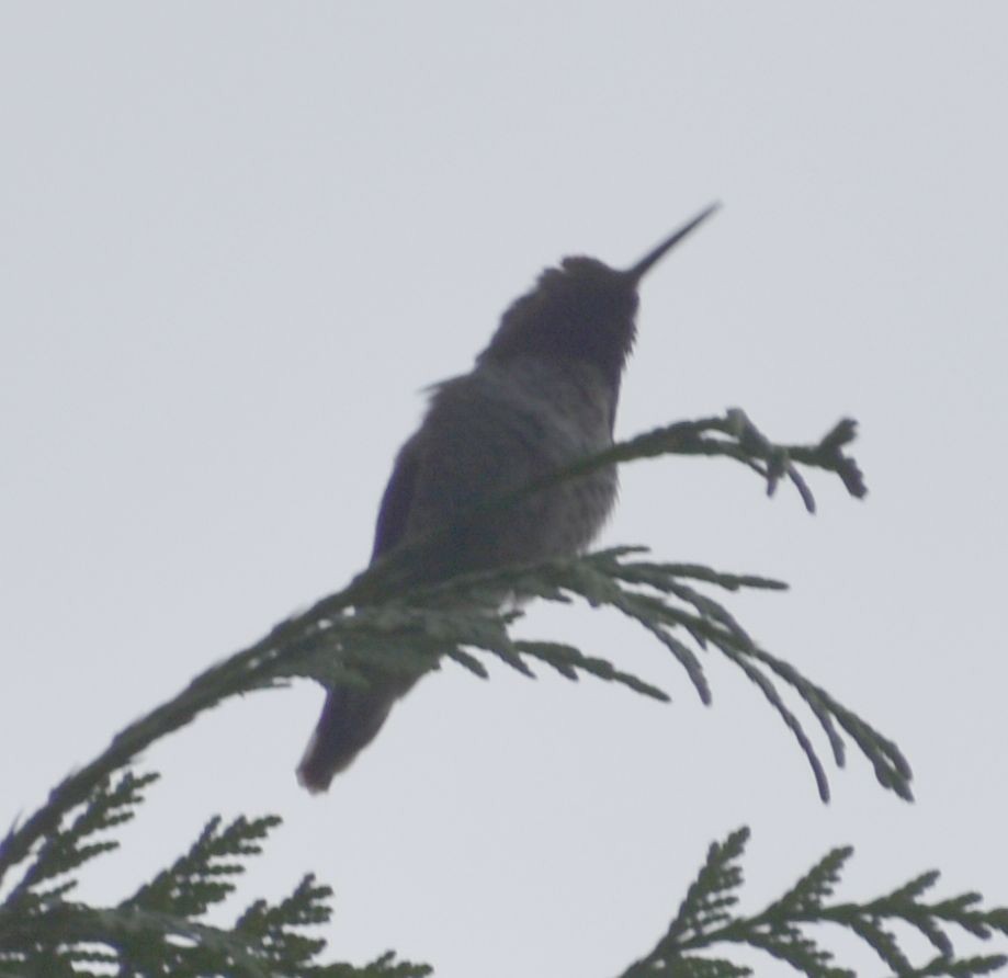 Anna's Hummingbird - ML614733406