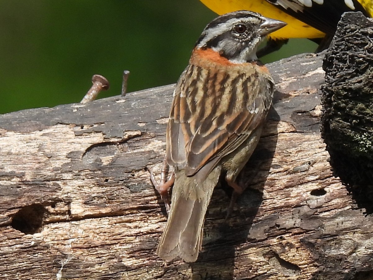 Rufous-collared Sparrow (Rufous-collared) - ML614733439
