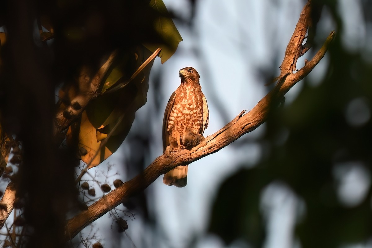 Broad-winged Hawk (Caribbean) - Matt Spangler