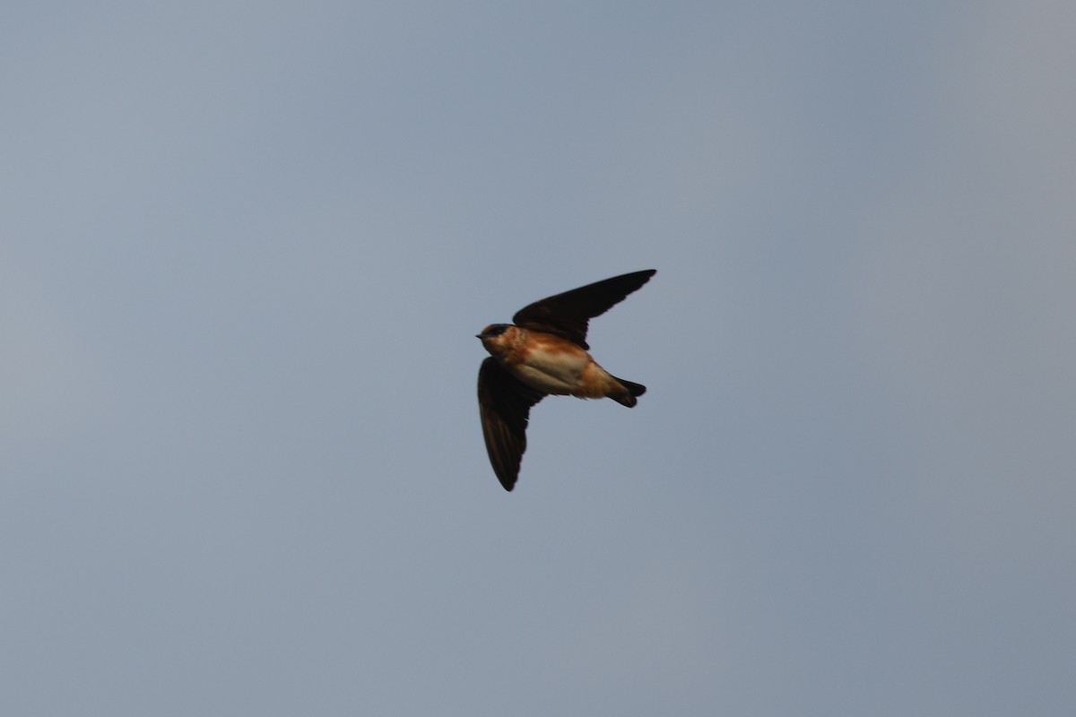 Cave Swallow (Caribbean) - ML614733472