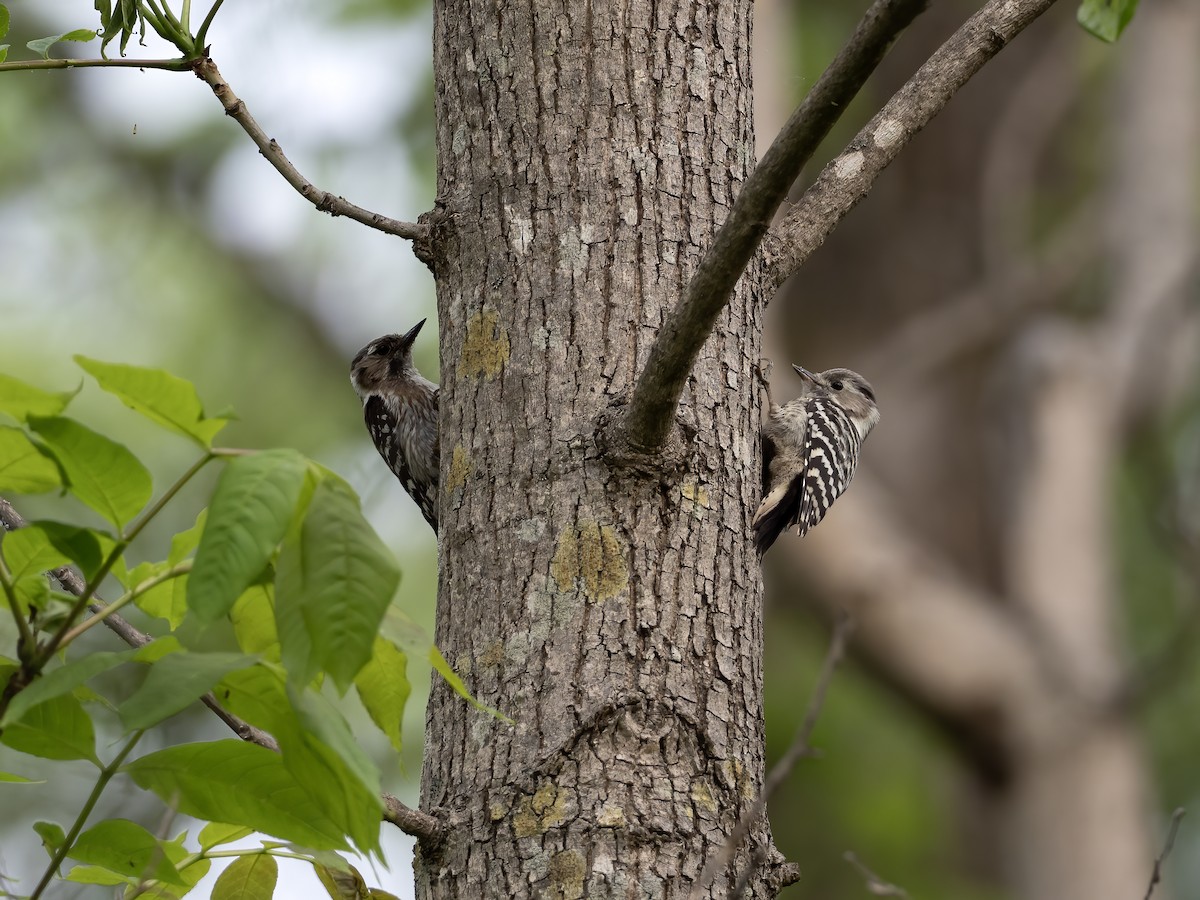 Japanese Pygmy Woodpecker - ML614733569
