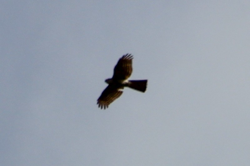 Eurasian Sparrowhawk - ML614733882