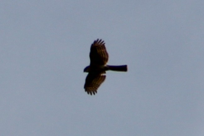 Eurasian Sparrowhawk - ML614733884