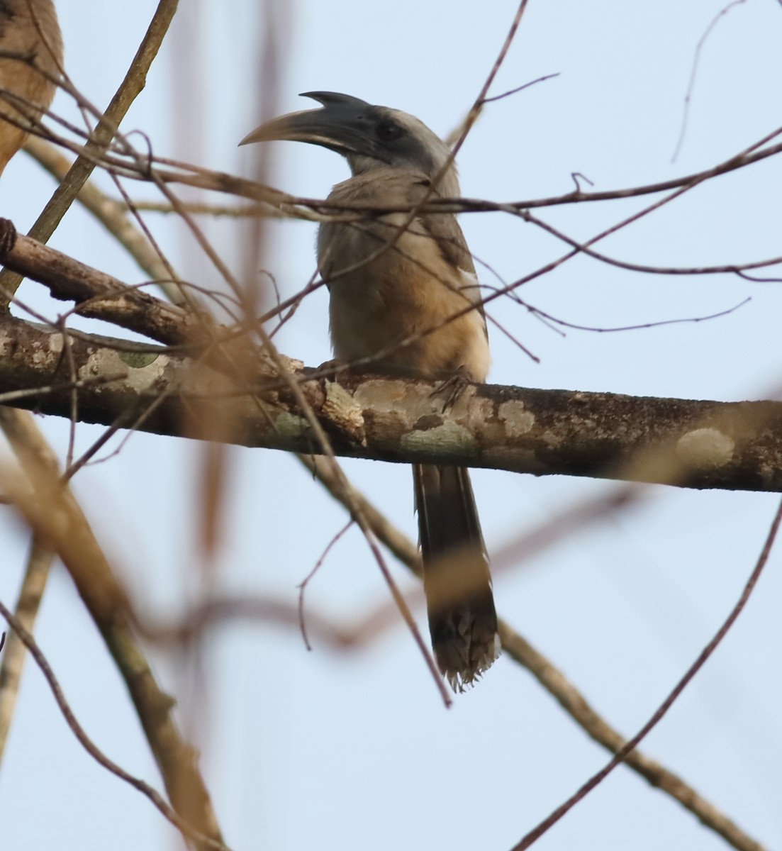 Indian Gray Hornbill - ML614733993