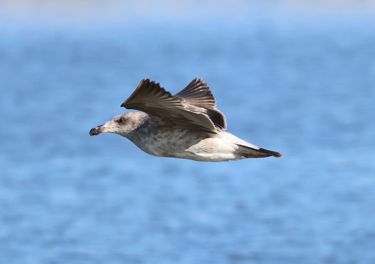 Yellow-footed Gull - ML614734267