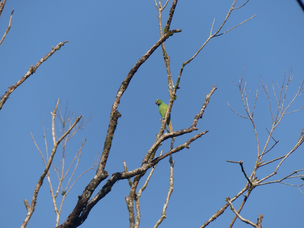 Папужець зеленошиїй - ML614734278