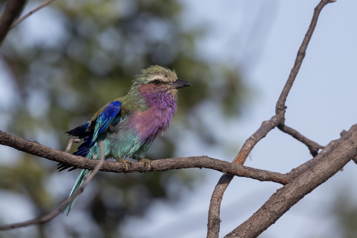 Lilac-breasted Roller (Lilac-breasted) - ML614734425
