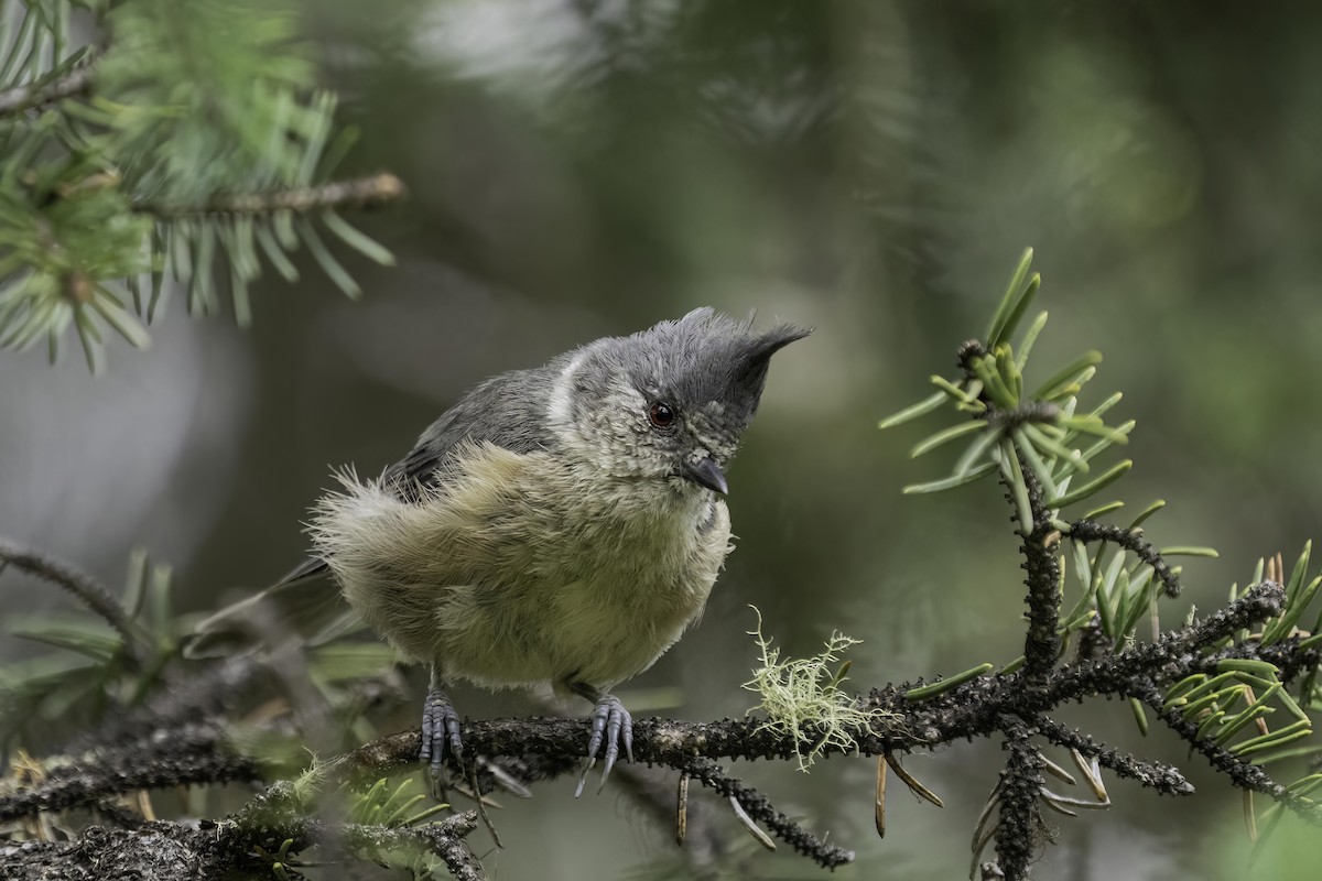 Gray-crested Tit - ML614734556