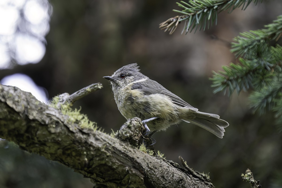 Gray-crested Tit - ML614734557