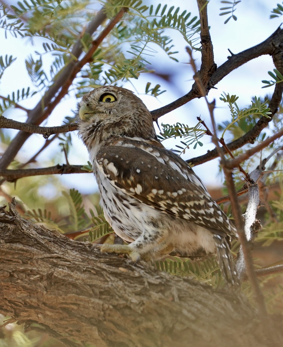 Pearl-spotted Owlet - ML614734572