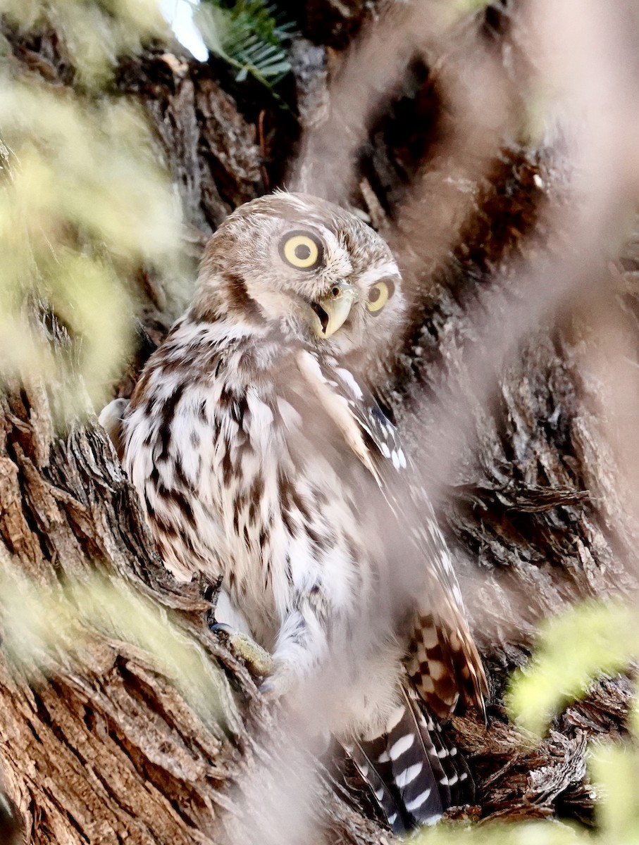 Pearl-spotted Owlet - Daniel Winzeler