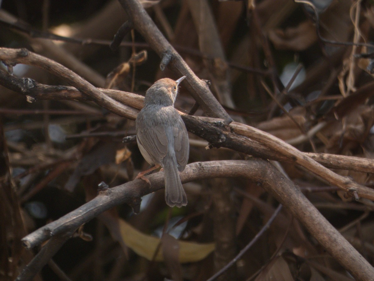 Cambodian Tailorbird - ML614734700