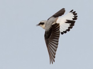นกเพศผู้ชุดขนฤดูผสมพันธุ์ (Eurasian) - Frédéric PELSY - ML614734859